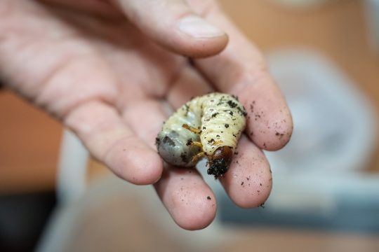 Биологи из Томского госуниверситета завершают работы по промышленному получению белка из личинок жука бронзовки