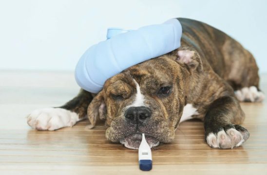 Неизвестное респираторное заболевание распространяется среди собак