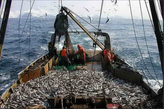 Российские рыбаки грозят поднять цены на рыбу на 40%