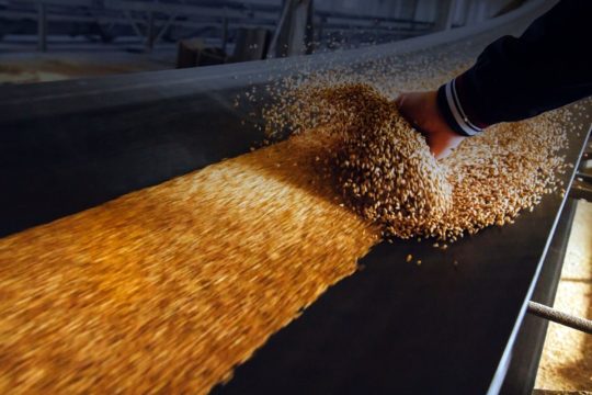В декабре стартуют торги по закупкам зерна в государственный интервенционный фонд России