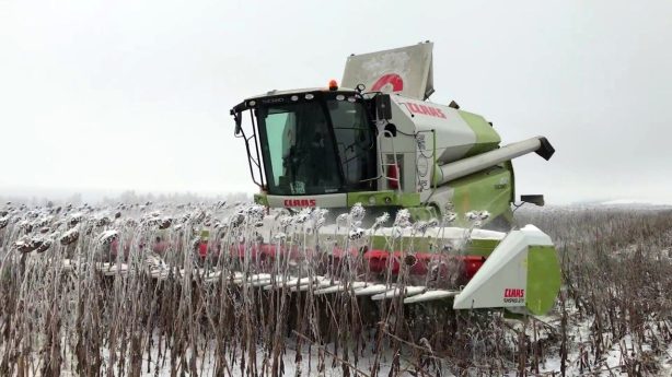 Чем больше используется семян российской селекции, тем выше урожаи