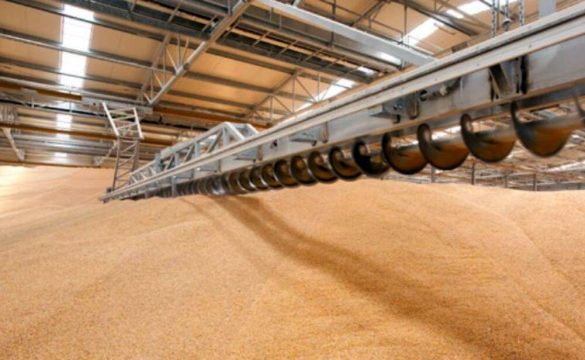 Прошли первые торги по закупке зерна в интервенционный фонд РФ