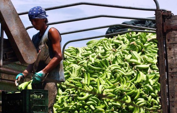 Беспорядки в Эквадоре могут серьезно повлиять на поставки бананов в Россию.