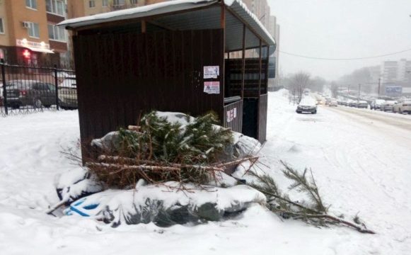 В Саратовской области новогодние ёлки будут перерабатывать в щепу