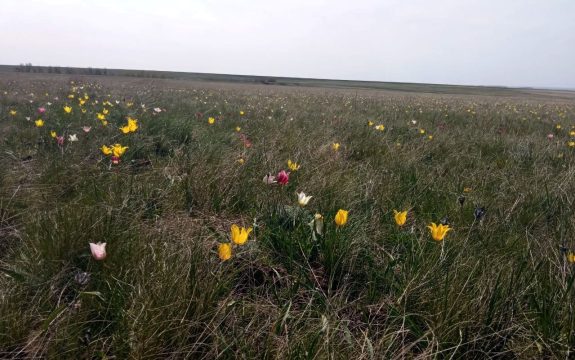 Сарминская тюльпанная степь получила статус особо охраняемой территории