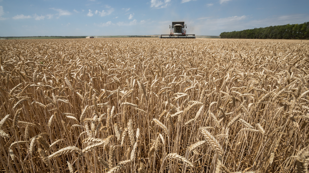 Россия подарила африканской стране 25 тысяч тонн пшеницы