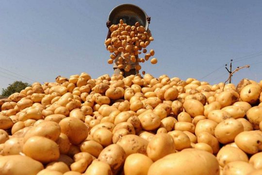 В РФ зафиксирован рекордный урожай картофеля