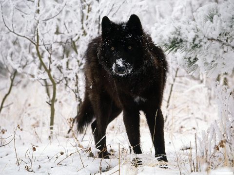 В  Саратовской области убили уникального волка