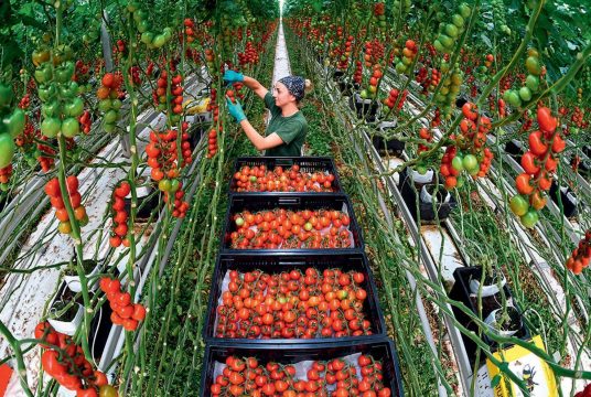 В России растет производство тепличных овощей