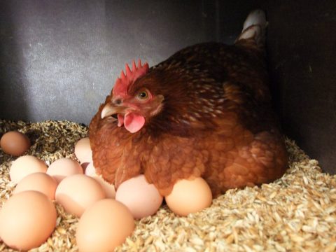Саратовские птицеводы нацелены на рост производства яиц