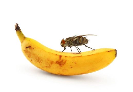 Из-за мухи-горбатки цена бананов в РФ снова подрастет