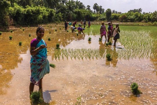 Дефицит риса вызвали погодные условия