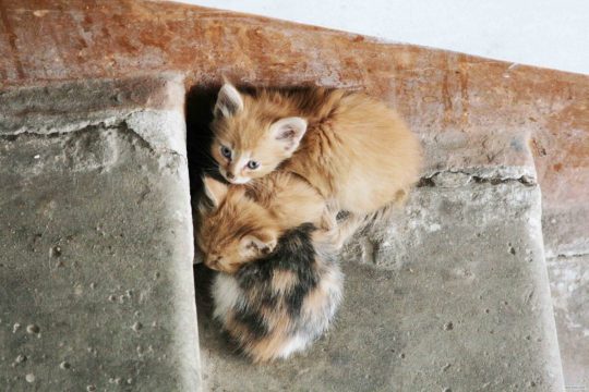 Власти Астраханской области планируют ввести административное наказание за кормление бездомных животных