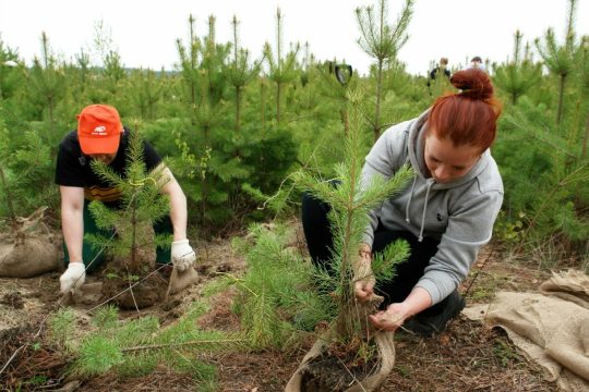 Организаторы лучших посадок разделят между собой премиальный фонд