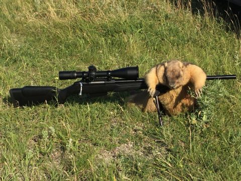 Саратовский губернатор предлагает упростить охоту на сурка
