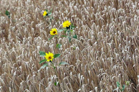 Доля России по поставкам пшеницы на мировые рынки приближается к 25 процентам