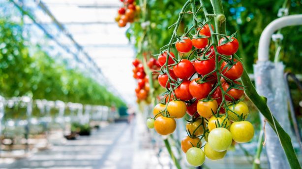 Саратовская область входит в ТОП-10 регионов по выращиванию овощей в теплицах