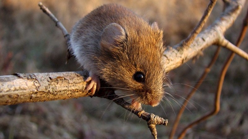 Саратовские чиновники ловят мышей