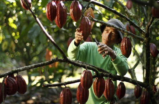 Крупнейший производитель какао-бобов требует повышения закупочных цен