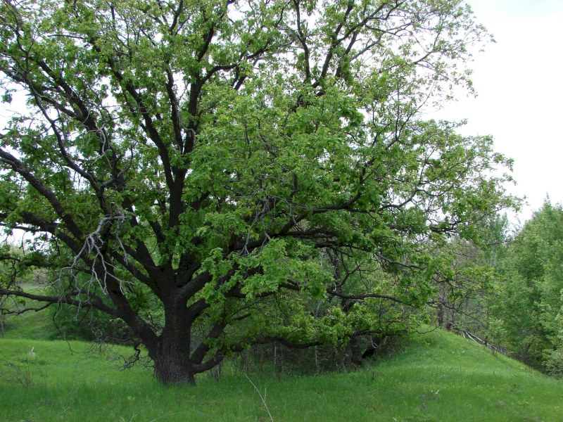 В урочище Буданова гора найден загадочный дуб