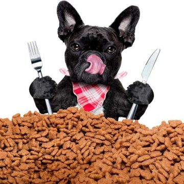 Победитель  федерального конкурса накормит саратовских собак
