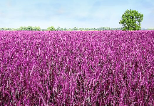 Фиолетовая пшеница признана полезной и безопасной