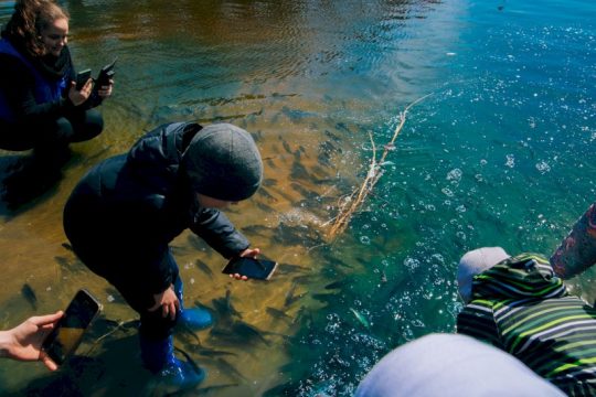 Мальков в Волгу — водорослям крышка