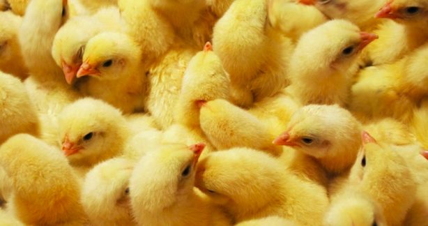 В Красный Кут  привезли цыплят из Челябинской области