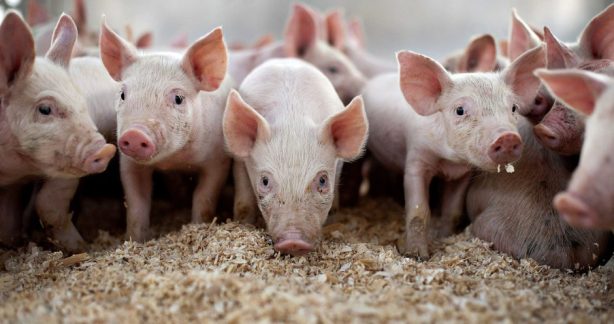 Жители Челябинской области отказываются отправлять свиней на убой