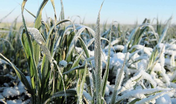 Последствия заморозков в Саратовской области оценили в 452 млн рублей