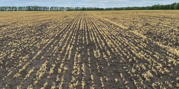 В одиннадцати районах Саратовской области от майских заморозков пострадало более 52 тысяч гектаров посевов