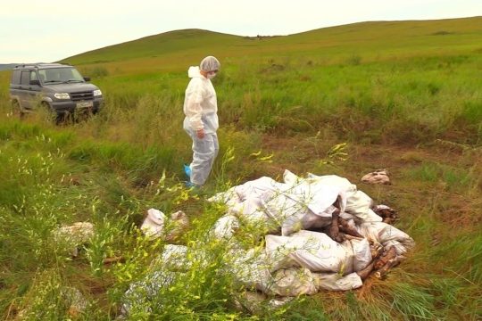 Арестованы  торговцы   трупами  животных