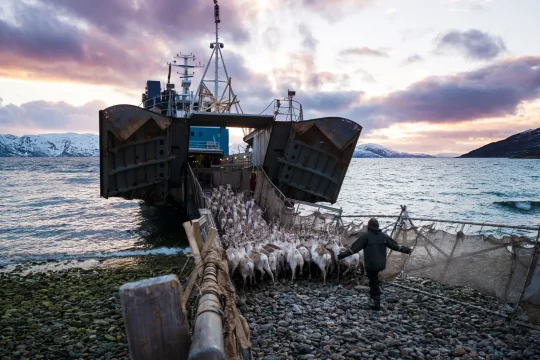 Животных запретят перевозить по морю