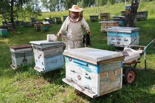 Аграриев обязали информировать пчеловодов об обработке полей  пестицидами
