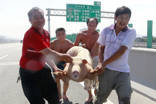 В  Китае  любят  наши  свиные ножки, уши и хвосты
