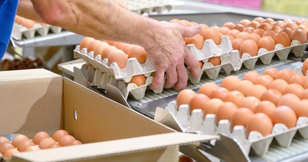 Китай помогает увеличить  количество яиц