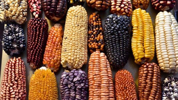 В Саратове подтвердили выявление ГМО в семенном материале