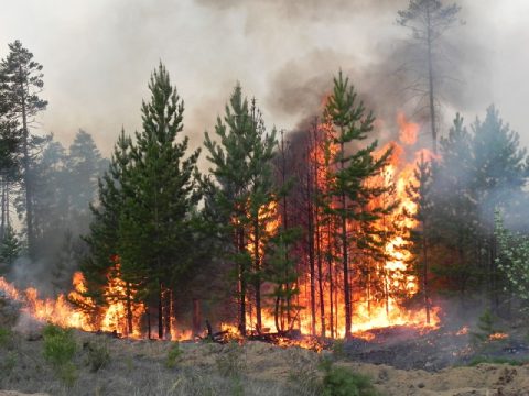 О лесных пожарах предупредят система «Лесохранитель» и беспилотники