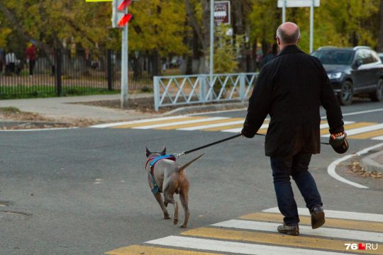 Саратовские парламентарии приблизились к разработке главного закона современности — о выгуле потенциально опасной собаки