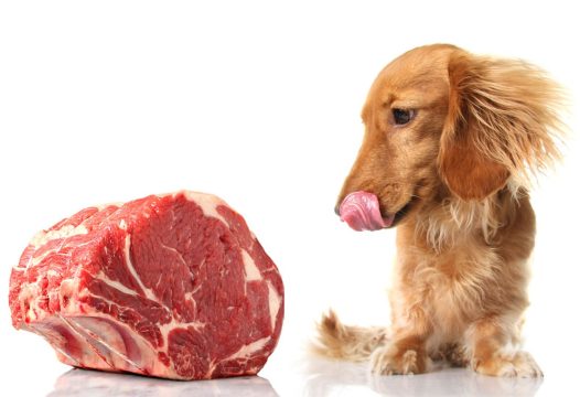 Собак и кошек будут кормить искусственным мясом