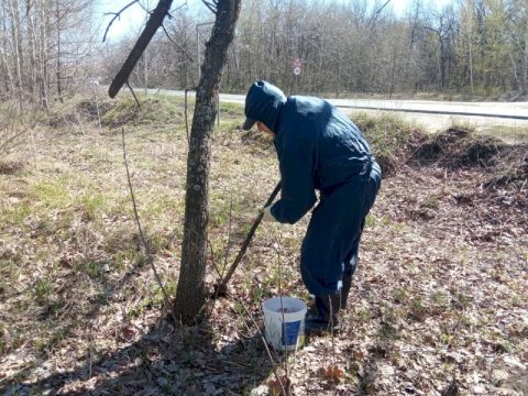 На Кумысной поляне  объявлена война грызунам