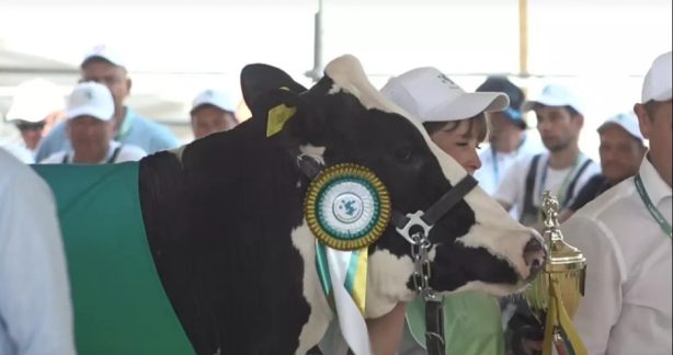 В Казани выбирали самую красивую корову