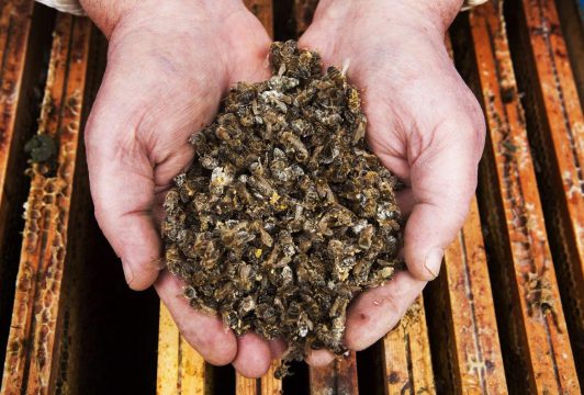 В земледельческих регионах   зафиксирована массовая гибель пчелосемей