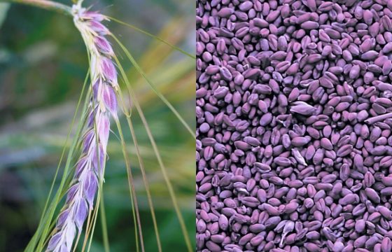 Российским генетикам удалось вывести сорт пшеницы для лечения болезней Альцгеймера и Паркинсона.
