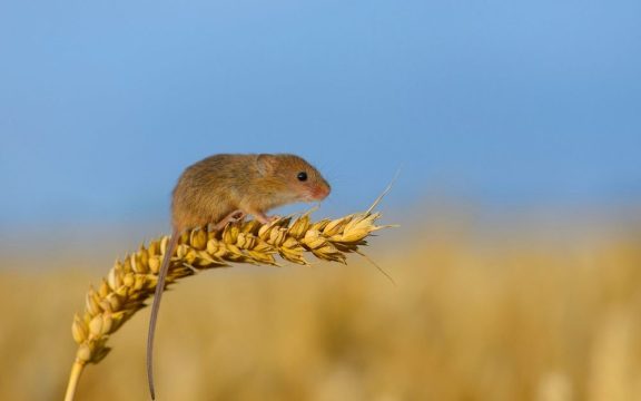 Мышей на сельхозземлях Ставрополья и Саратовской области стало меньше