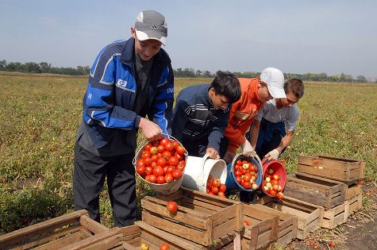 Сколько огурцов и томатов собрали в Саратовской области?