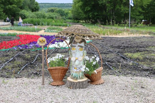 В Саратове собираются выращивать виноград и лаванду