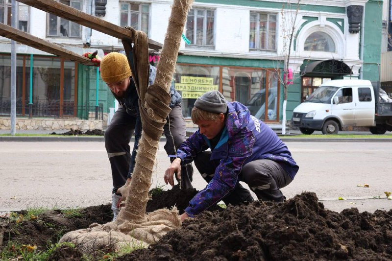 В Саратове в ходе озеленительных работы высадили целых 3 саженца клёна