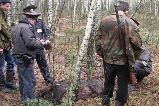 Охотнику из Маркса дали полтора года колонии за косулю, двух кабанов и лося