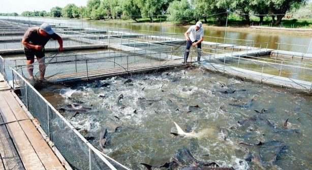 В 2024 году российские рыбоводы получили страховых выплат на 1,2 млрд рублей